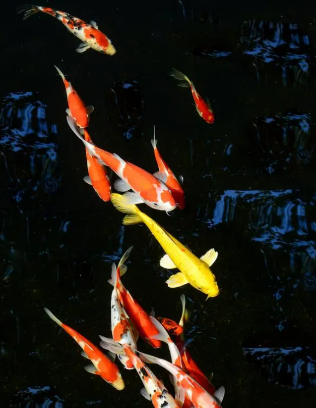 锦鲤鱼