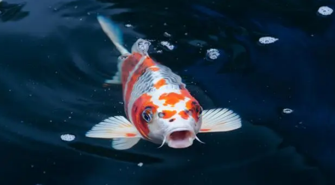 锦鲤鱼