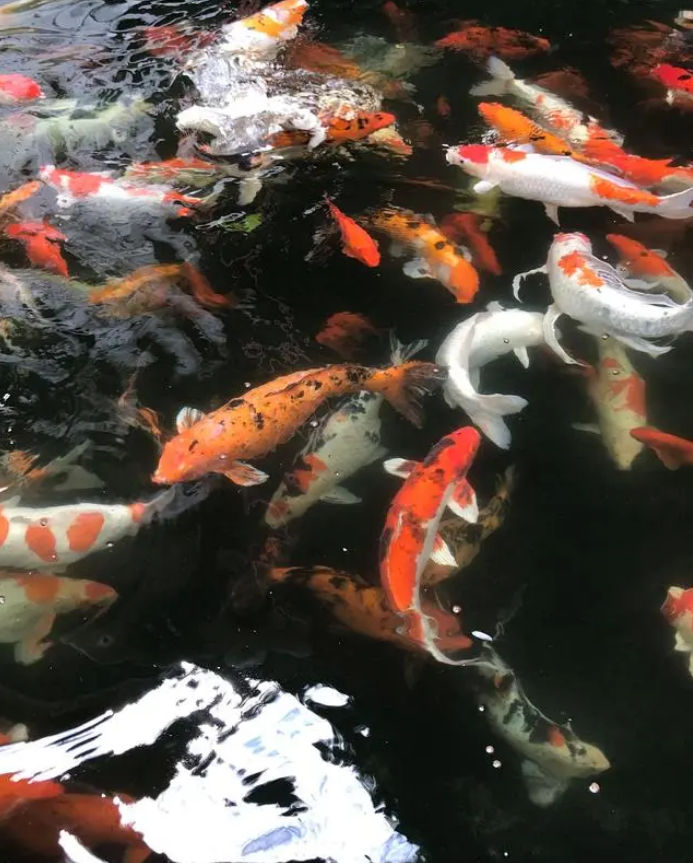 锦鲤鱼