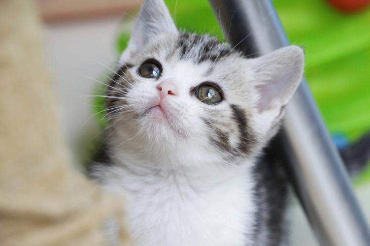 猫耳