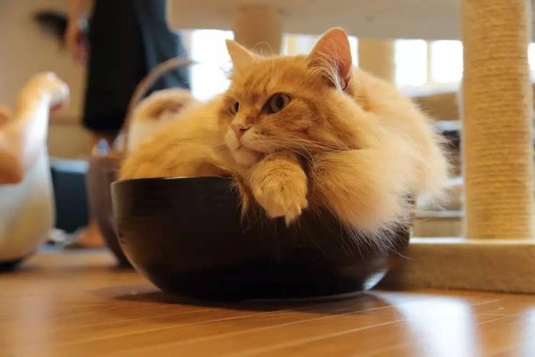 猫耳