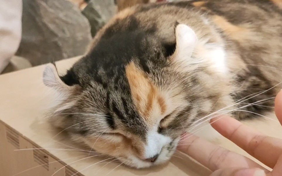猫耳